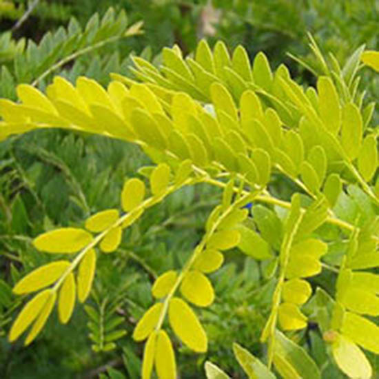 421-1-gleditsia-triacanthos-sunburst-gold-gleditschie