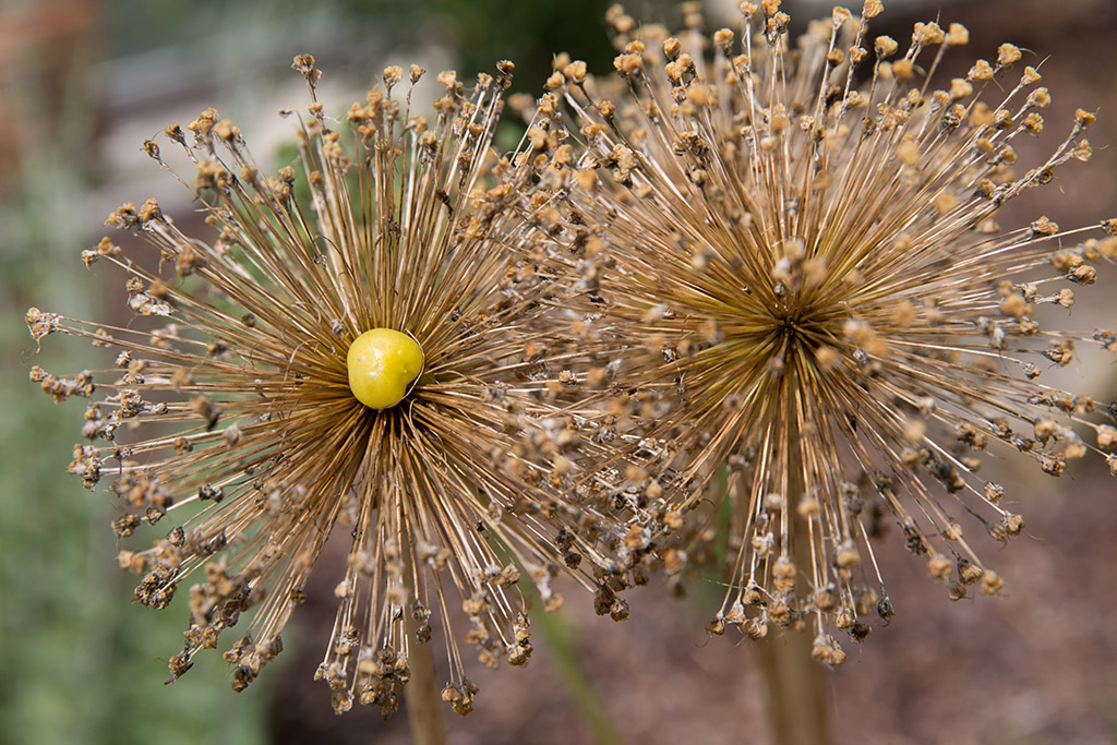 https://www.galabau-thaler.de/content/6-inspiration/1-hausgaerten/11-garten-11/naturnah.jpg